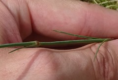 Dianthus caryophyllus
