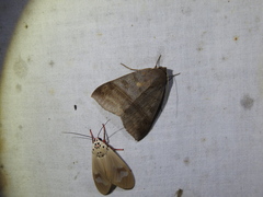 Ophiusa hituense