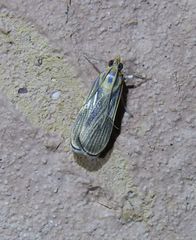 Tyspanodes linealis