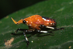 Kalidasa lanata