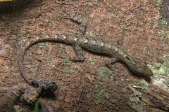 Cnemaspis littoralis