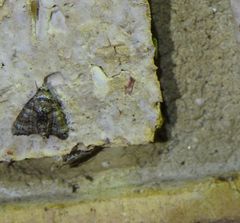 Chlumetia euthysticha