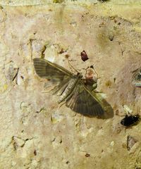 Pramadea lunalis