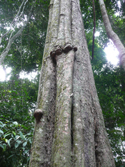 Synsepalum ntimii