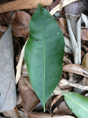 Synsepalum ntimii
