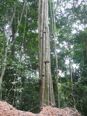 Synsepalum ntimii