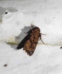 Data thalpophiloides