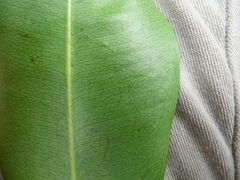 Synsepalum ntimii