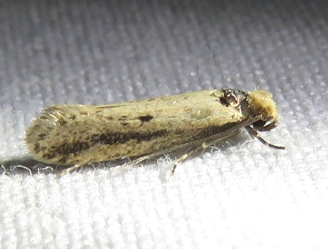 Dark-collared Tinea