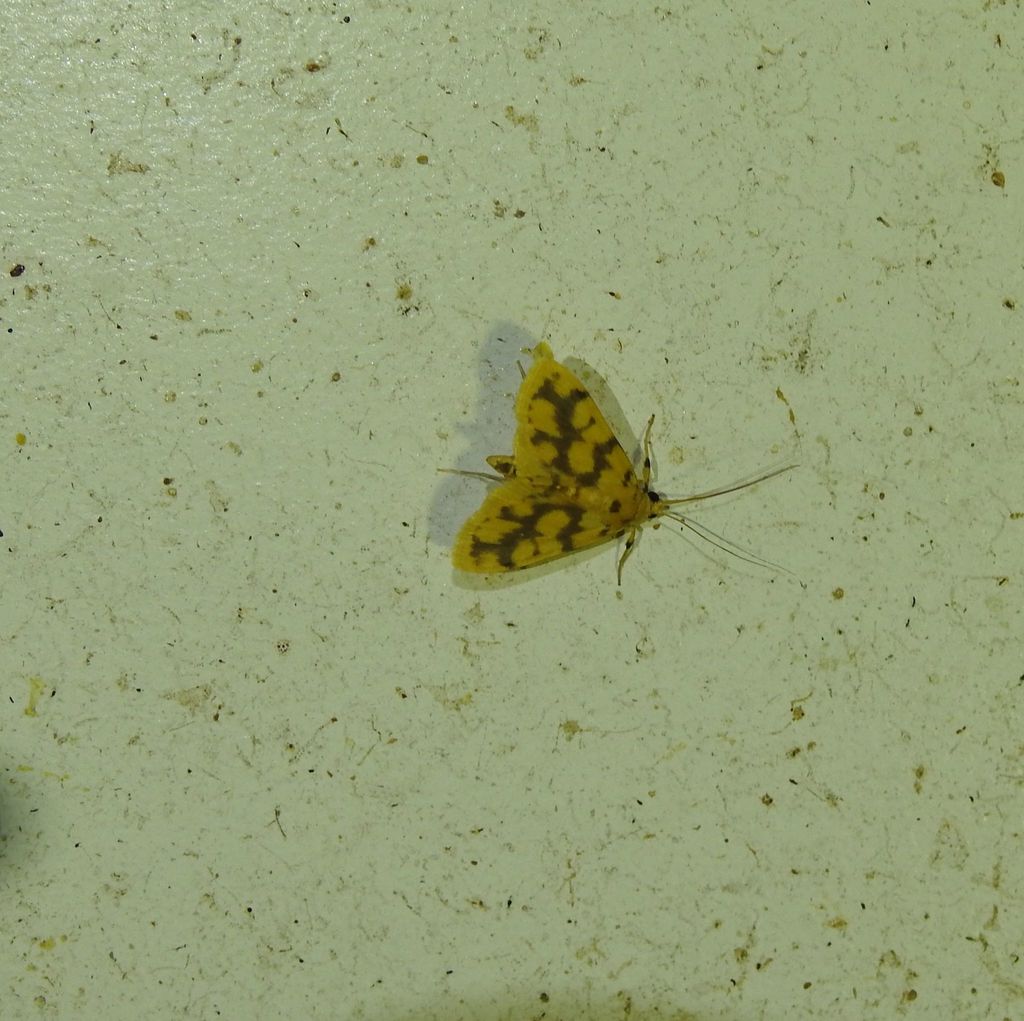 Eusabena paraphragma