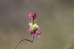 Lechenaultia linarioides