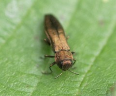 Agrilinae