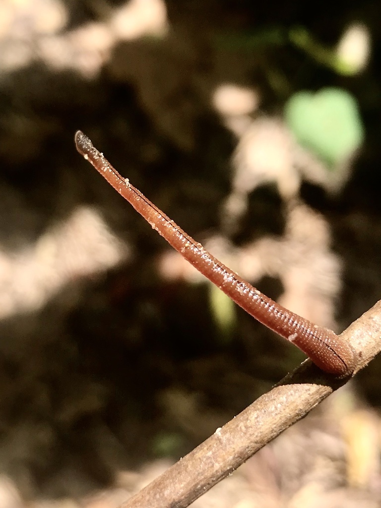 Haemadipsa subagilis
