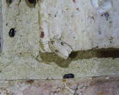 Homona mermerodes