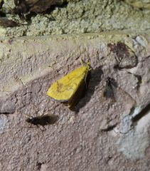 Hyalobathra brevialis