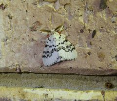 Lymantria pelospila
