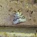 Lymantria pelospila - Photo (c) domf, algunos derechos reservados (CC BY-NC), uploaded by domf