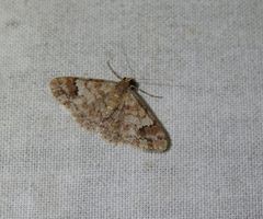 Myrioblephara macariata