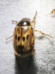 Anomala undulata