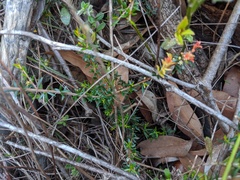 Micrantheum ericoides