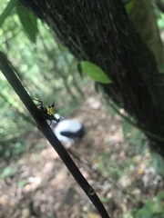 Actinacantha globulata