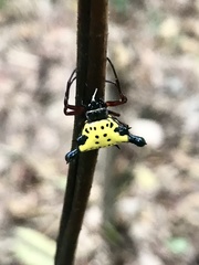 Actinacantha globulata