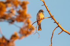 Plectorhyncha lanceolata