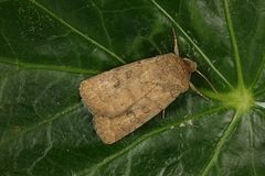 Hoplodrina octogenaria