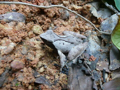 Phrynobatrachus plicatus