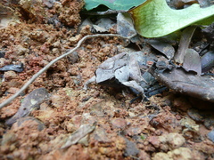 Phrynobatrachus plicatus