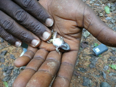 Phrynobatrachus plicatus