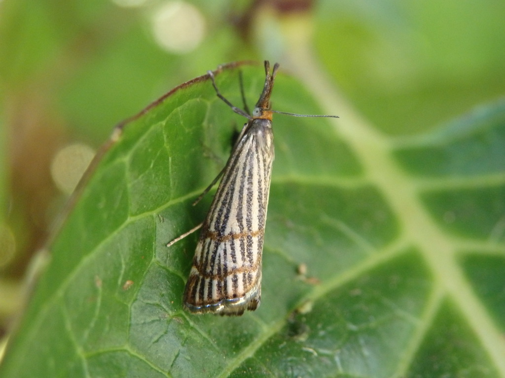 Chrysocrambus dentuellus