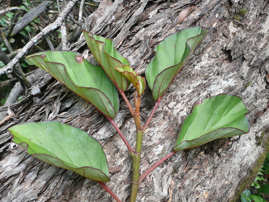 Begonia cavallyensis