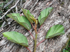 Image of Begonia cavallyensis