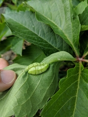 Dasineura parthenocissi