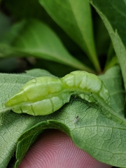 Dasineura parthenocissi