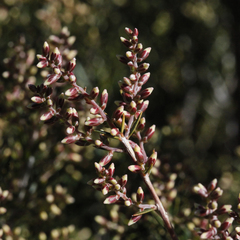Acrothamnus melaleucoides