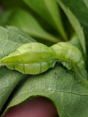 Dasineura parthenocissi