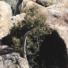 Acrothamnus melaleucoides