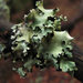 Ruffle Lichens - Photo (c) Colin Brown, some rights reserved (CC BY-NC)