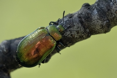 Žaliasis Girinukas nuotrauka
