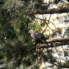 Columba palumbus