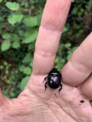 Trypocopris vernalis