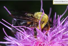 Xylocopa appendiculata