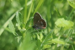 Coenonympha hero