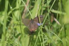 Coenonympha hero