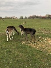 Cervini