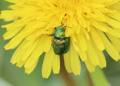Cryptocephalus sericeus