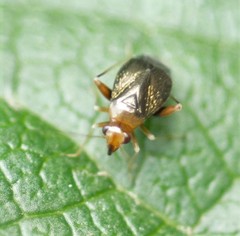 Halticus luteicollis