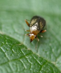 Halticus luteicollis